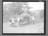 [Haying/Oxen]