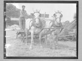 [Mules/ Man Standing on Wagon]
