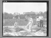 [Picking strawberries, Cannon, Delaware]