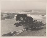 [Tree along coast]