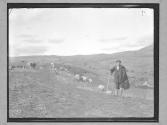 Shepherd Boy Tending His Cattle And Sheep On Slopes...Nov.1918