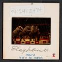 [Circus performers and elephants (travel slide)]