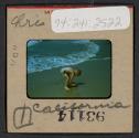 [Nicholas Christopher Muray at a beach, California (travel slide)]