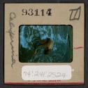 [Nicholas Christopher Muray at a beach, California (travel slide)]
