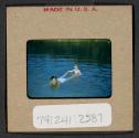 [Mimi Muray swimming with a woman (travel slide)]