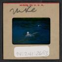 [Mimi Muray and others swimming (travel slide)]