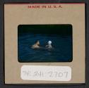 [Mimi Muray and a boy swimming (travel slide)]