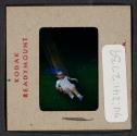 [Mimi Muray on a slide (travel slide)]