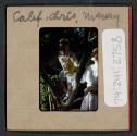 [Nicholas Christopher Muray climbing a tree, California (travel slide)]
