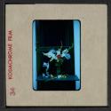 [George the cat with a bouquet of flowers in a vase (travel slide)]