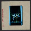[George the cat with a bouquet of flowers in a vase (travel slide)]