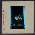 [George the cat with a bouquet of flowers in a vase (travel slide)]