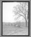 [Several Horse Drawn Wagons in Field]
