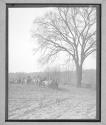 [Several Horse Drawn Wagons in Field]
