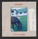 [Nicholas Christopher Muray with a horse (travel slide)]
