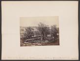 Jerusalem: View in the Garden of Gethsemane, looking towards the walls of Jerusalem