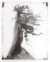 [Nude under tree]