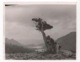 [Tree overlooking valley]