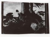 [The Pine Sprite]