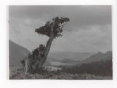 [Tree overlooking valley]