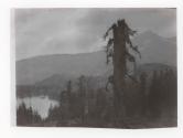 [Broken tree]