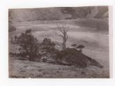[Northwind, tree]