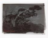 [Cypress tree]