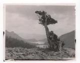 [Tree overlooking valley]
