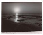 Low Tide - Kelp