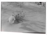 Desert Primrose