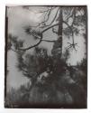 The Pine Sprite