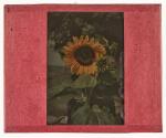 Sunflower, Wyoming