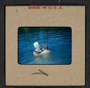 [Mimi Muray swimming with a woman (travel slide)]