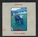[Nicholas Christopher Muray with a horse (travel slide)]