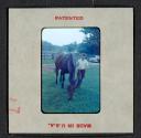 [Nicholas Christopher Muray with a horse (travel slide)]