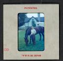 [Nicholas Christopher Muray with a horse (travel slide)]