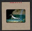 [Mimi Muray playing in a pool (travel slide)]