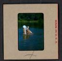 [Mimi Muray and a boy swimming (travel slide)]
