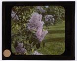 Lilacs