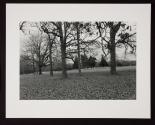 Untitled (trees)