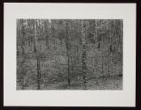 Untitled (trees/branches)