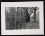 Untitled (trees/branches)