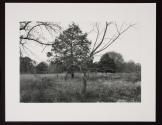 Untitled (branches)