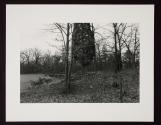 Untitled (moving leaves)