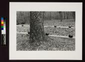 Untitled (random balls)
