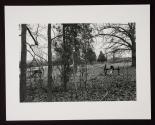 Untitled (cannons)