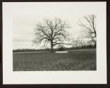 Untitled (cannon ball pyramid and tree)