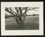 Untitled (McArthur with star and tree)