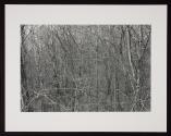 Untitled (forest of trees and branches)