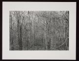 Untitled (forest of trees and branches)